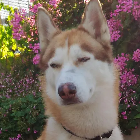 Meuble Patrizia Градо